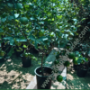 160cm to 180cm Sweet Lemon in Nursery Pot Height_1