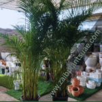 399DH Areca Large Each in nursery pot