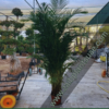 399DH Areca Large Each in nursery pot