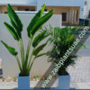 599DH Areca Large + Palm Each in nursery pot