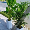 599Dh Bundle Medium Travellers Palm + Areca1