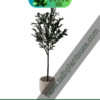 Artificial Olive Tree 160cm_1 - Copy