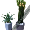 Cactus Bundle outdoor1 - Copy