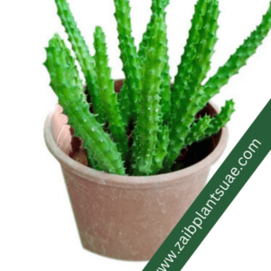 Cheaper Caralluma Cactus - Caralluma Adscendens