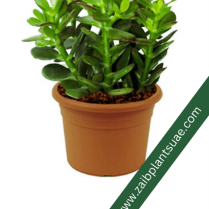 Crassula Ovata - Dollar Plant-Indoor|Outdoor