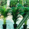 Top Air-Purifying Plants for UAE