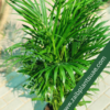 Deals-Of-The-Week-Areca-Palm-2.png