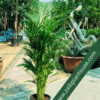 Deals-Of-The-Week-Areca-Palm-2.png