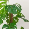 Swiss Cheese Plant (Monstera Deliciosa)
